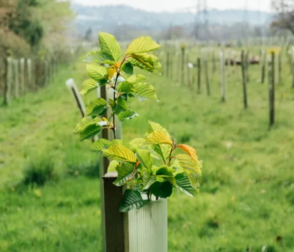 Planting, Planting in San Bernardino, Planting Tree, Rolling Green, Rolling Green Inc