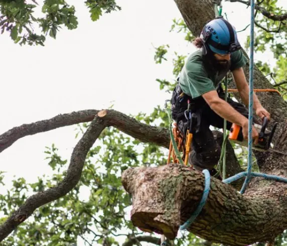 Tree care, Tree care Services, Tree Service Removal, Rolling Green, Rolling Green Inc