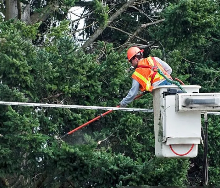 Utility Line Clearance, Rolling Green, Rolling Green Inc