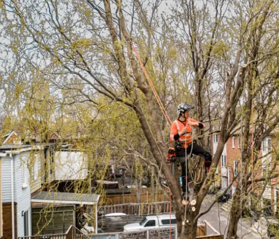 Rolling Green Inc, Rolling Green, Tree Trimming, Pruning & Crown Reduction