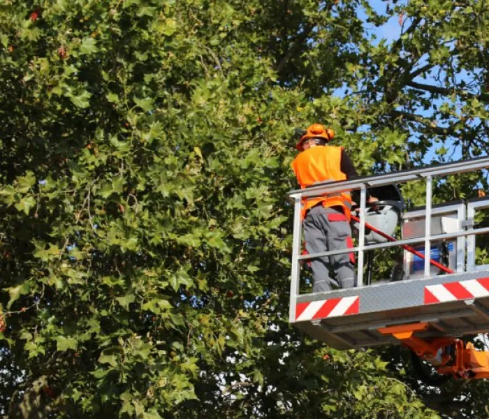 Rolling Green Inc, Rolling Green, Tree Trimming, Pruning & Crown Reduction