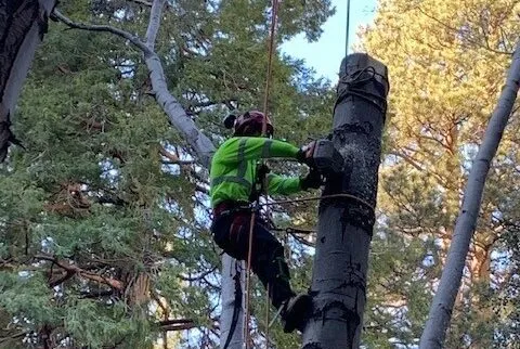 Rolling Green, Cutting Tree Service