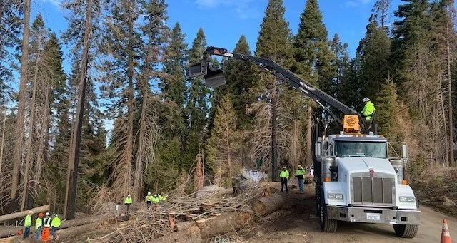 Rolling Green, Cutting Tree Service, How to remove a large tree stump