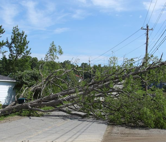 Storm damage cleanup crew removing fallen trees from a residential yard.