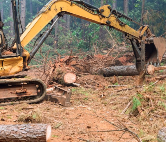 Land clearing team removing branches and debris post-storm.