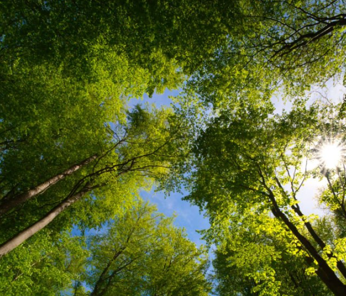 Rolling Green's forest canopy in sunlight