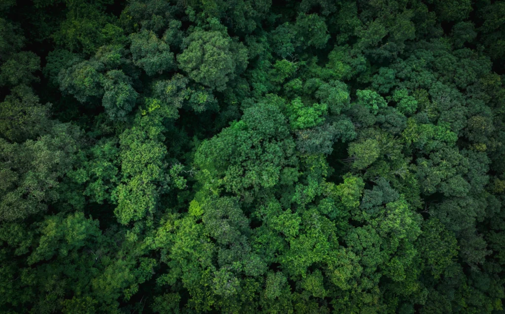 Aerial view of dense forest canopy, showcasing lush green trees.