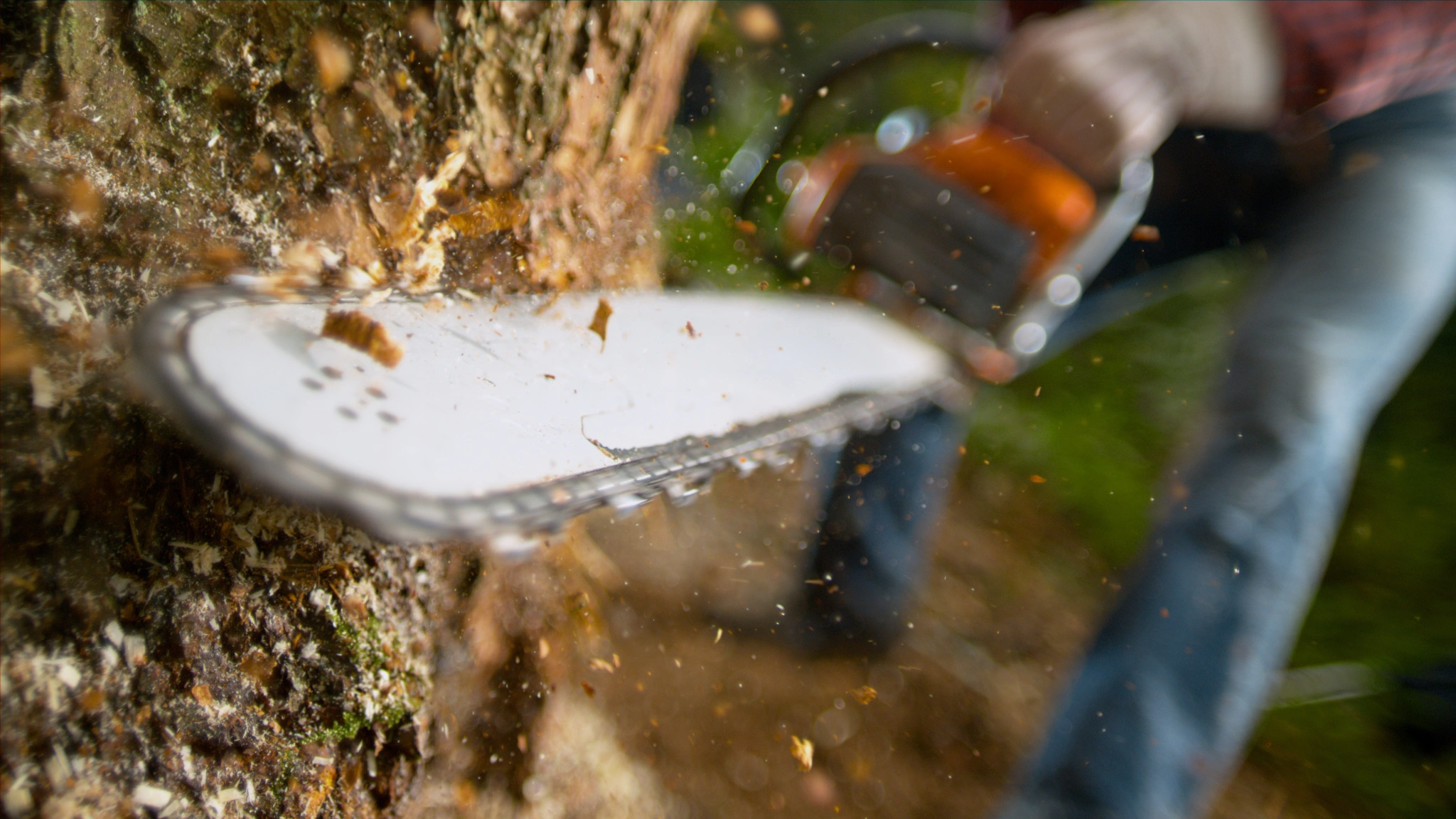 Rolling Green, Cutting Tree Service