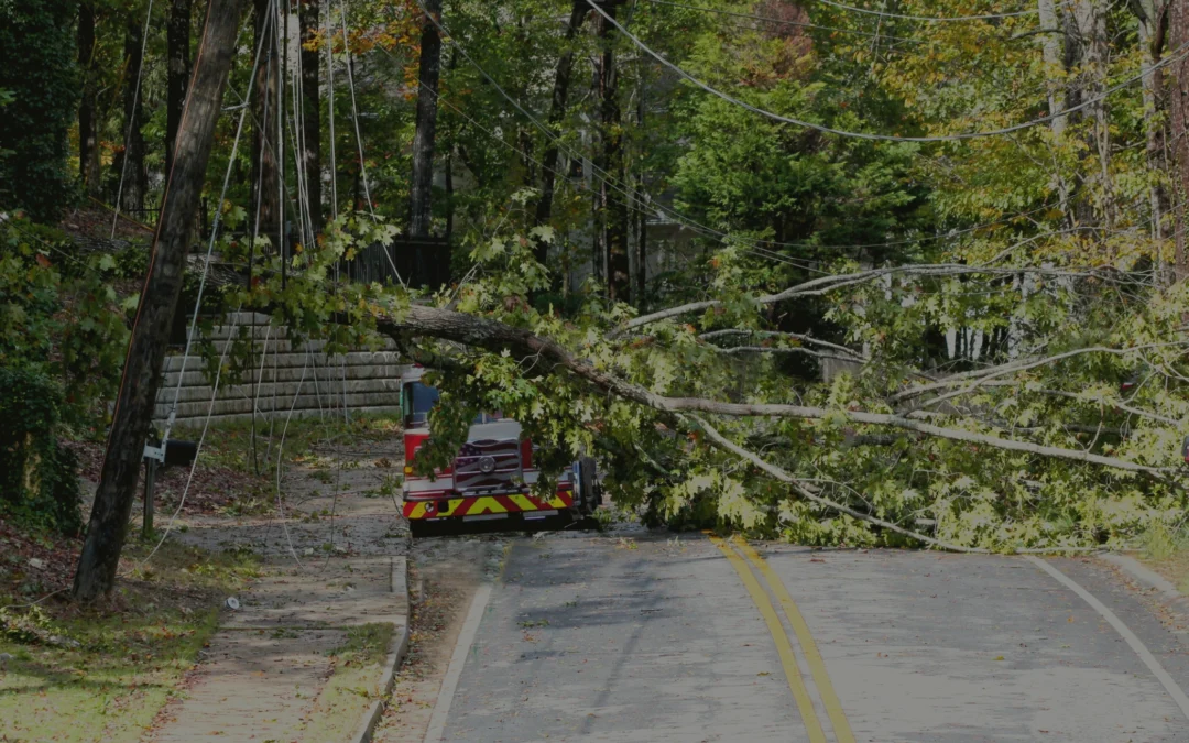 How to Burn Out a Stump: A Practical Guide for California Homeowners