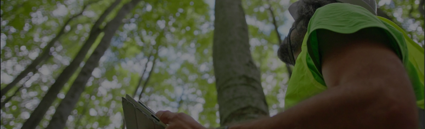 Field assessment of tree health and structure by a tree care professional in a forest setting.