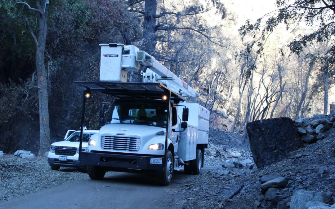 What Is Tree Topping and Why Topping Is Harmful to Trees