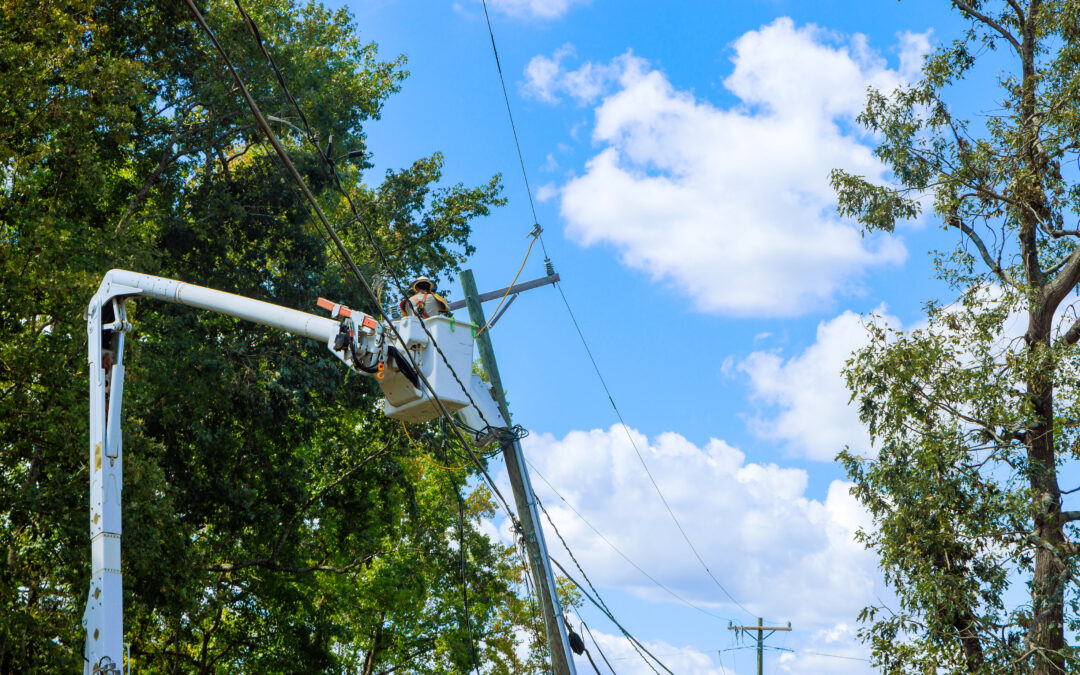Why is Tree Root Removal Necessary?