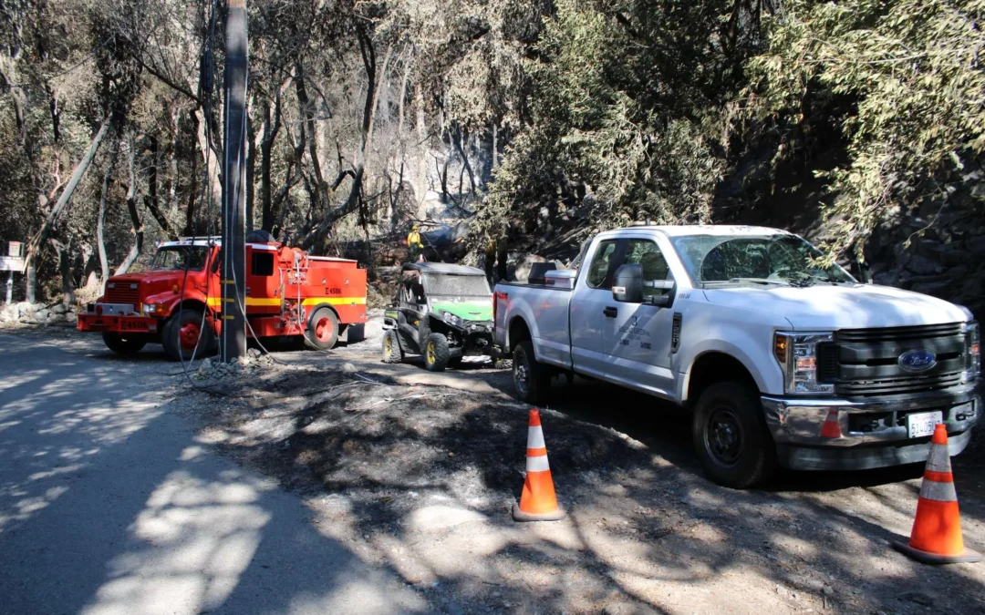Essential Tree Care Tips