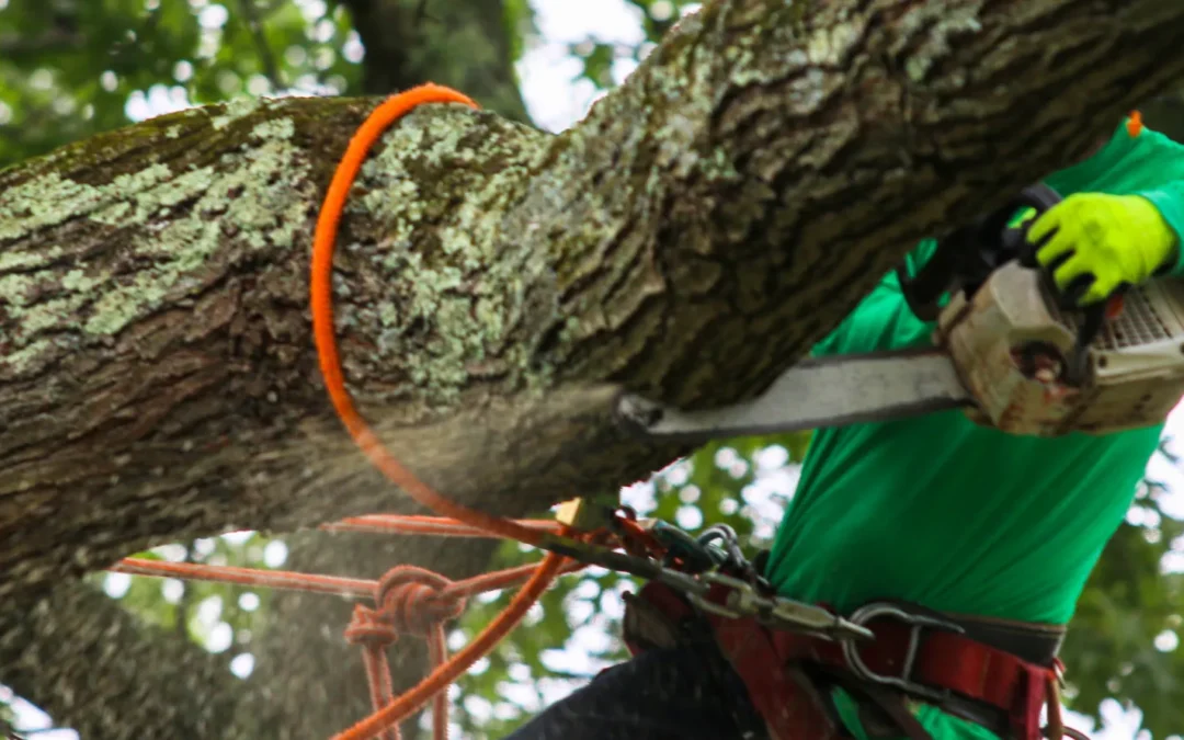 Signs Your Trees Need Pruning