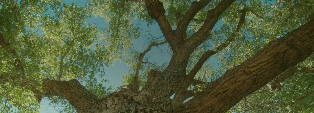 Tree Trimming Before and After