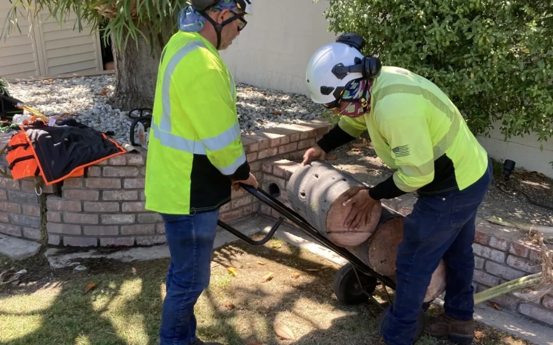 Best Time to Cut Trees