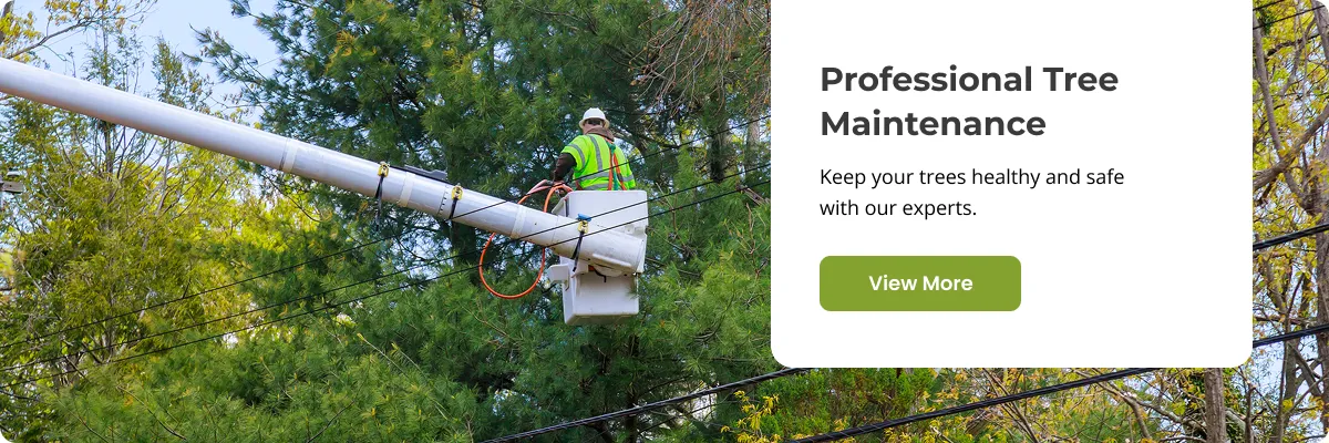 professional_tree_maintenance