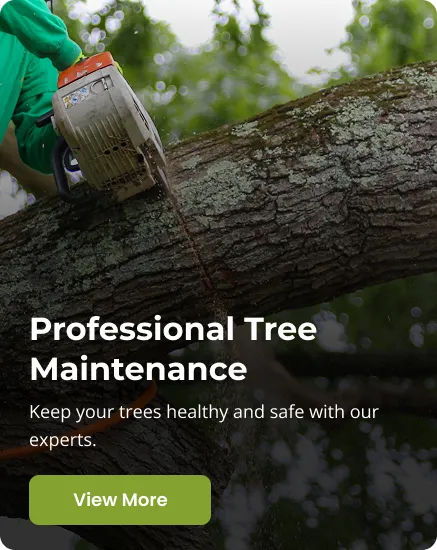 professional_tree_maintenance_2