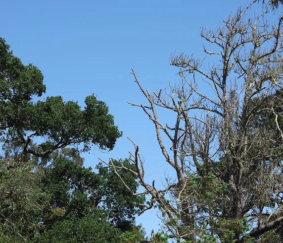 dead_tree_vs_green dead_tree_vs_green