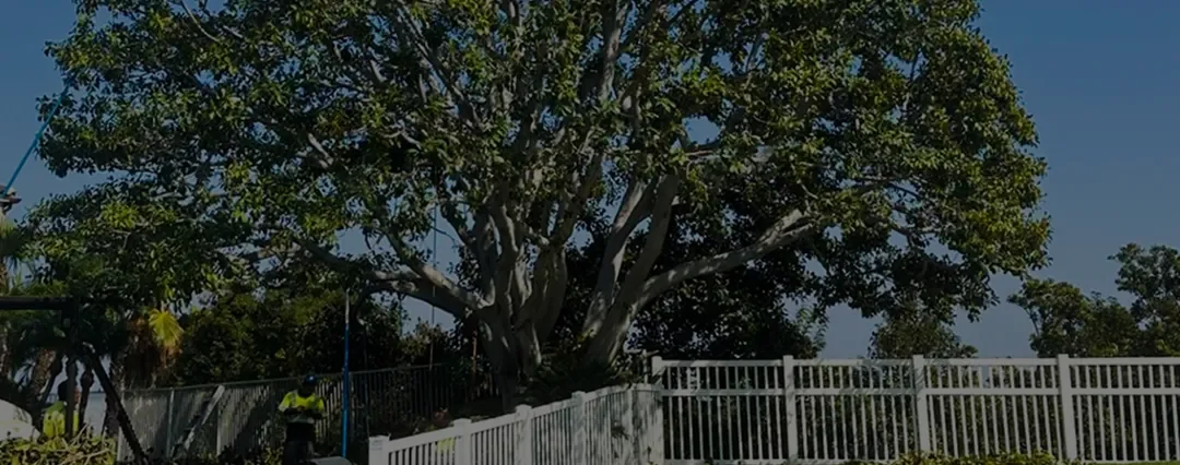 5 Benefits of Pruning Your Trees