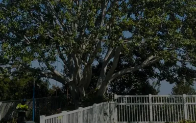 5 Benefits of Pruning Your Trees