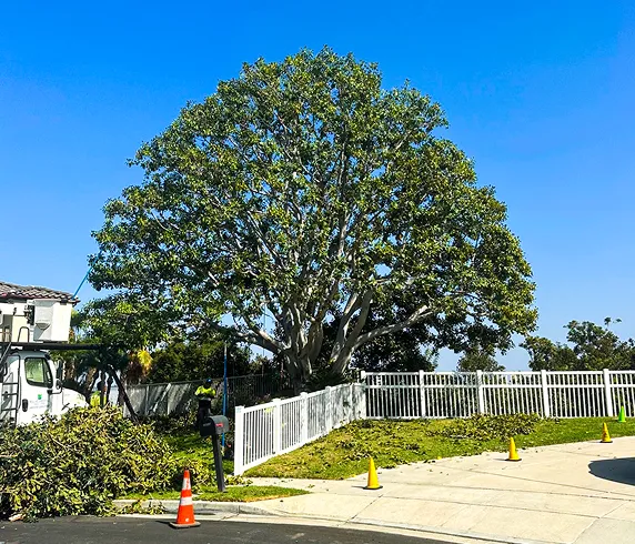large_tree_front_yard large_tree_front_yard