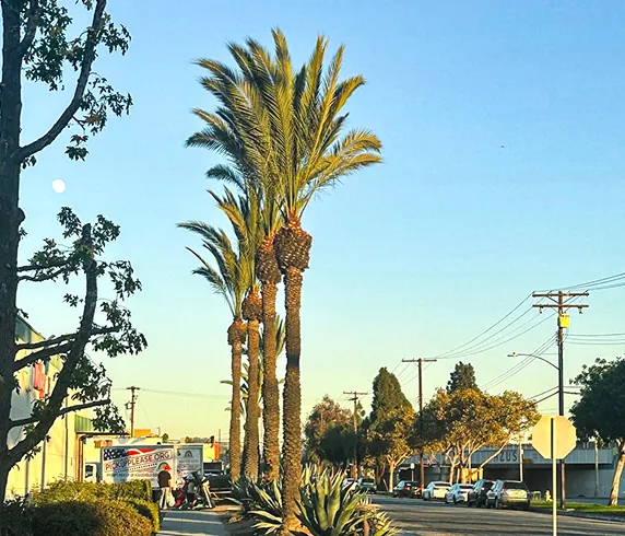 palm_trees_city_view palm_trees_city_view