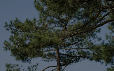 The Environmental Benefits of Tree Removal