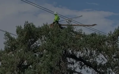 How to Get More Light in Your Garden