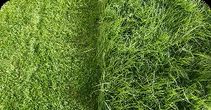 lawn_before_after