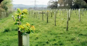 reforestation_field
