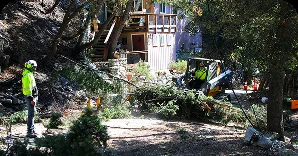 tree_removal_residential