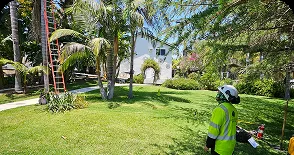 tropical_tree_service
