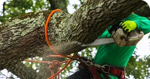 chainsaw-pruning