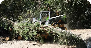 tree-clearing